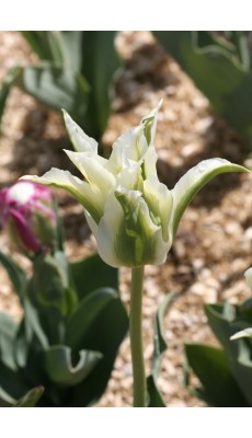 GREEN STAR